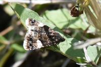 Tyta luctuosa