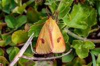 Diacrisia sannio