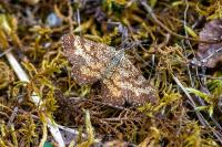 Ematurga atomaria