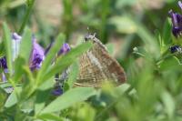 Lampides boeticus