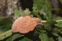 Phyllodesma tremulifolia