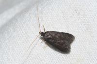 Homaloxestis briantiella