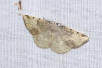 Stegania trimaculata