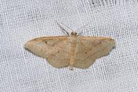 Idaea rubraria