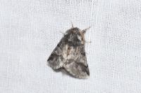 Thaumetopoea processionea