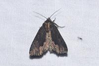 Dypterygia scabriuscula