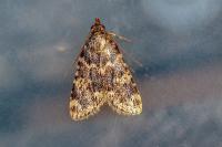 Aglossa caprealis