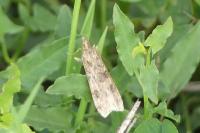 Nomophila noctuella
