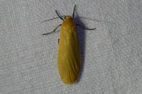 Wittia sororcula