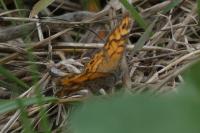 Lasiommata megera