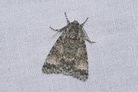 Acronicta megacephala