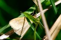 Sitochroa verticalis