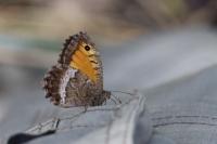 Arethusana arethusa