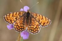 Melitaea phoebe