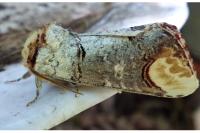 Phalera bucephala