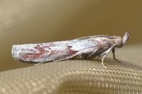 Selagia spadicella