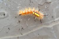 Orgyia antiqua