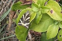 Euplagia quadripunctaria