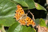 Polygonia c-album