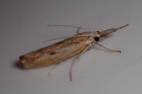 Agriphila