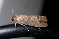 Cydia pomonella
