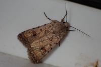 Caradrina clavipalpis