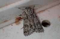 Acronicta auricoma