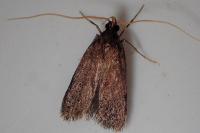 Homaloxestis briantiella