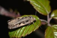 Xestia c-nigrum