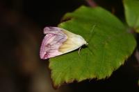 Eublemma purpurina