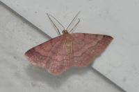Scopula rubiginata