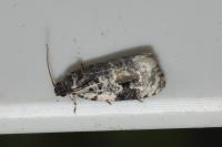 Celypha woodiana