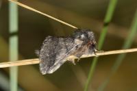 Thaumetopoea processionea