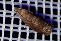 Grapholita funebrana