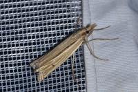 Ancylolomia tentaculella