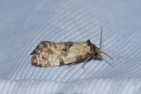 Cochylis molliculana