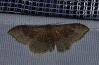 Idaea degeneraria