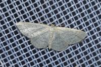 Idaea subsericeata