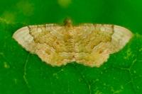 Camptogramma bilineata