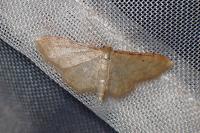 Idaea humiliata