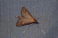 Dolicharthria punctalis