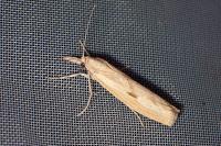 Agriphila inquinatella