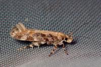 Aristotelia decoratella