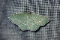 Chlorissa viridata