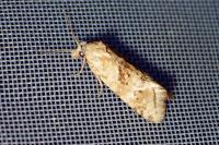 Cochylimorpha straminea