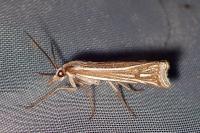 Ancylolomia tentaculella