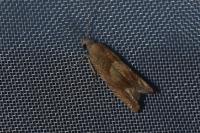 Eucosma conterminana