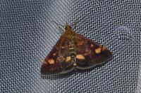 Pyrausta aurata