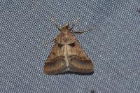 Stemmatophora brunnealis