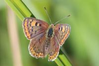 Lycaena tityrus